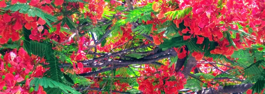 Tree flowers, Lake Chapala, Mexico