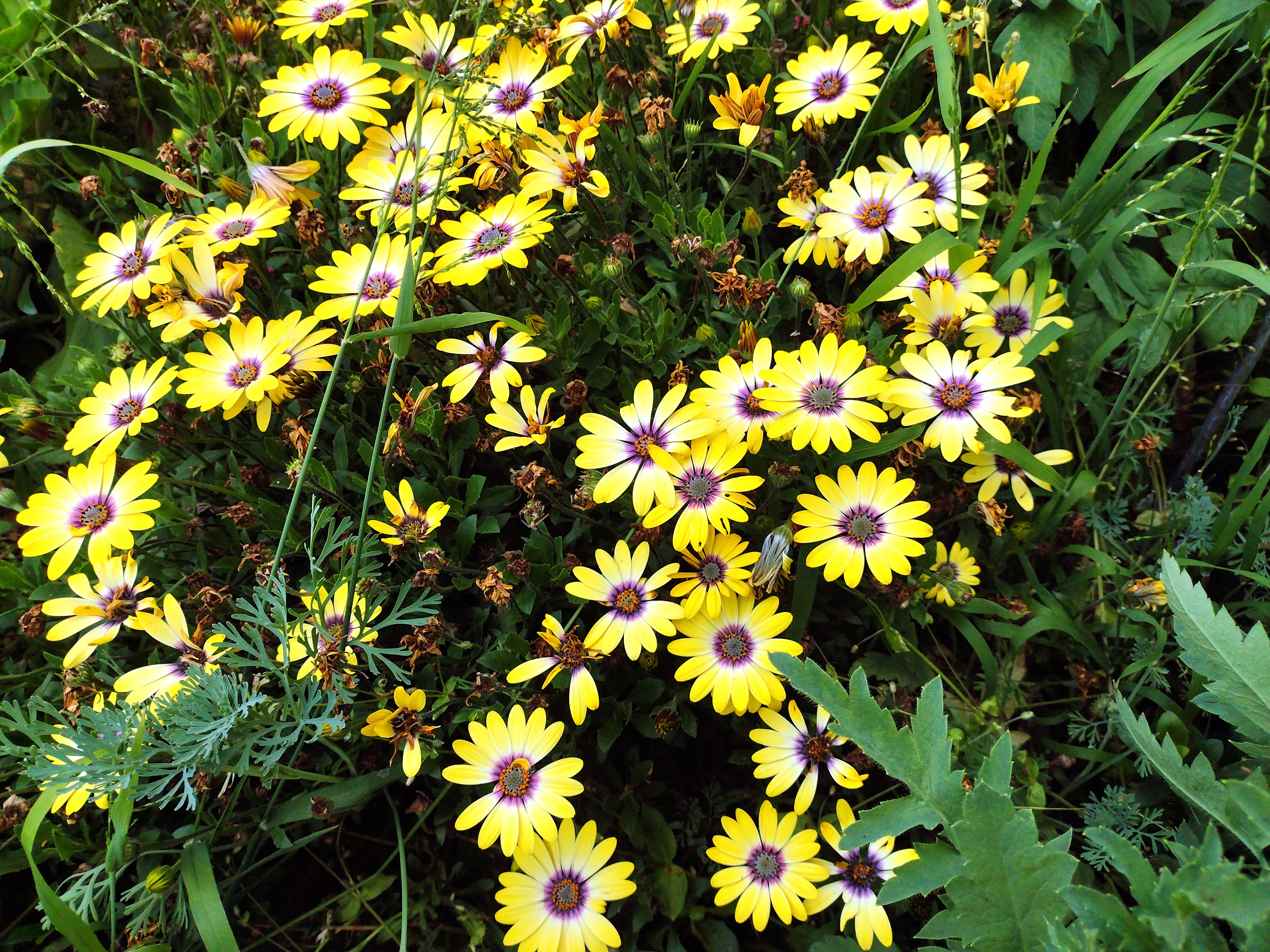 Wellness Shepherd Senior Health Housing Hospice Solutions For Wellness Shepherd Senior Health Housing Hospice Solutions For